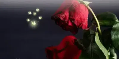 قصة الورود الحزينة