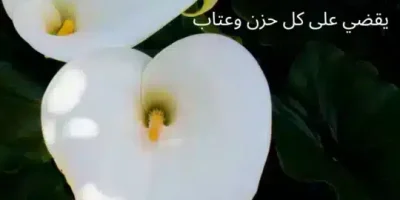 عبارات عن العطف