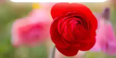 عبارات عن الورد