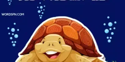 قصة السلحفاة الحمقاء