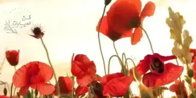عبارات عن الجمال