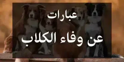عبارات عن وفاء الكلاب