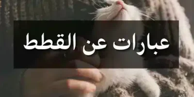 عبارات عن القطط