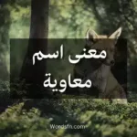 معنى اسم معاوية
