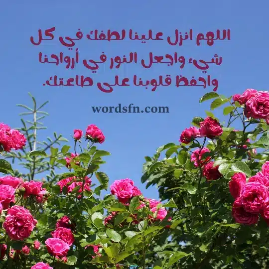 اللهم انزل علينا لطفك في كل شيء واجعل النور في أرواحنا واحفظ قلوبنا على طاعتك - فن العبارات اللهم انزل علينا لطفك في كل شيء واجعل النور في أرواحنا واحفظ قلوبنا على طاعتك حالات عن يوم الجمعه