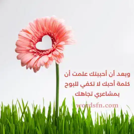 وبعد أن أحببتك علمت أن كلمة أحبك لا تكفي للبوح بمشاعري تجاهك حالات عن الحب