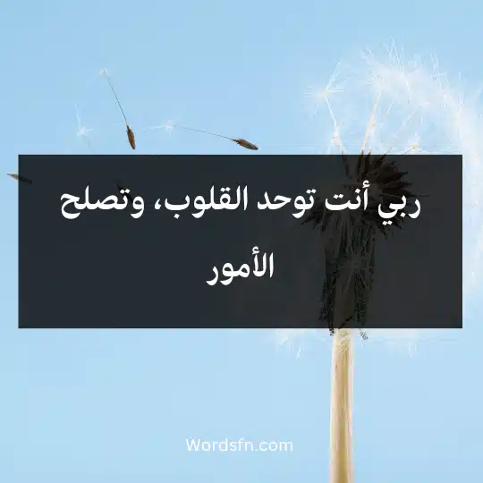 ربي أنت توحد القلوب، وتصلح الأمور