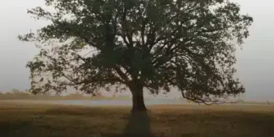 حالات نادره