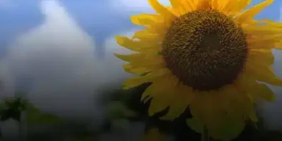 حالات عشق
