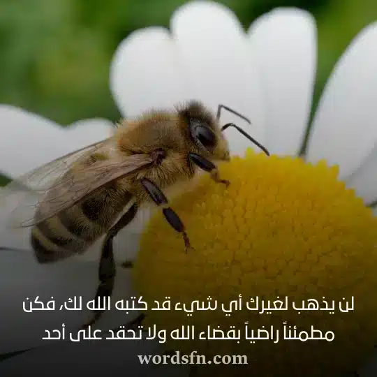 حالات واتس اب كتابة عن الحياة