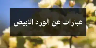 عبارات عن الورد الابيض