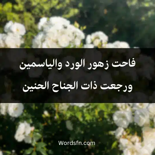 فاحت زهور الورد والياسمين ورجعت ذات الجناح الحنين