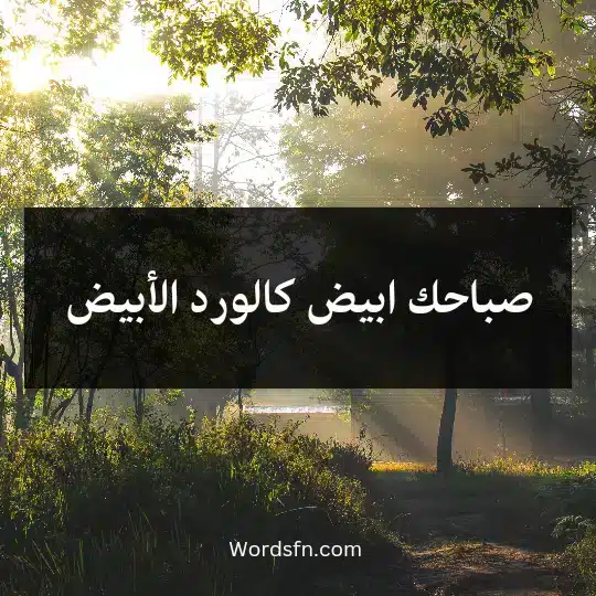 صباحك ابيض كالورد الأبيض