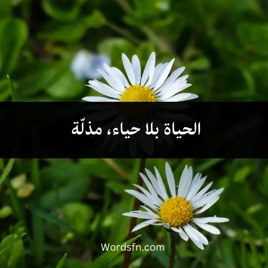 الحياة بلا حياء، مذلّة 