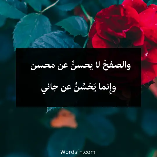 والصفحُ لا يحسنُ عن محسن وإِنما يَحْسُنُ عن جاني