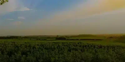 حالات صباحية