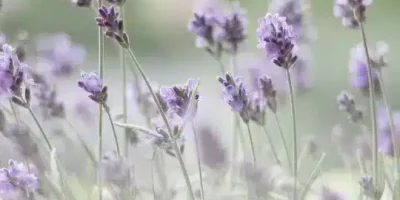 حالات واتس جميله
