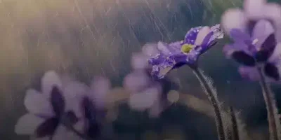 حالات عن المطر