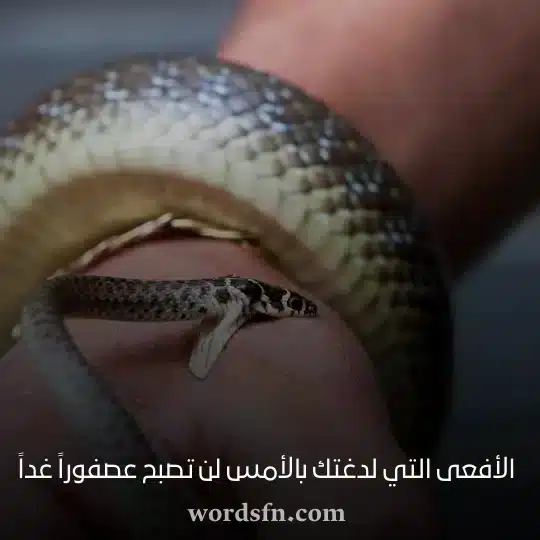الأفعى التي لدغتك بالأمس لن تصبح عصفوراً غداً حالات واتس خواطر