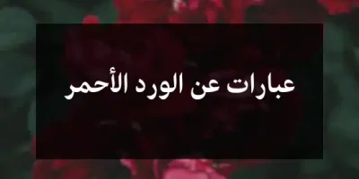 عبارات عن الورد الأحمر