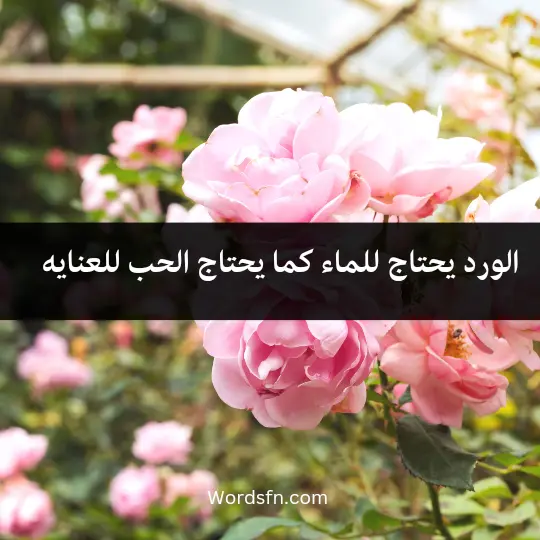 الورد يحتاج للماء كما يحتاج الحب للعنايه