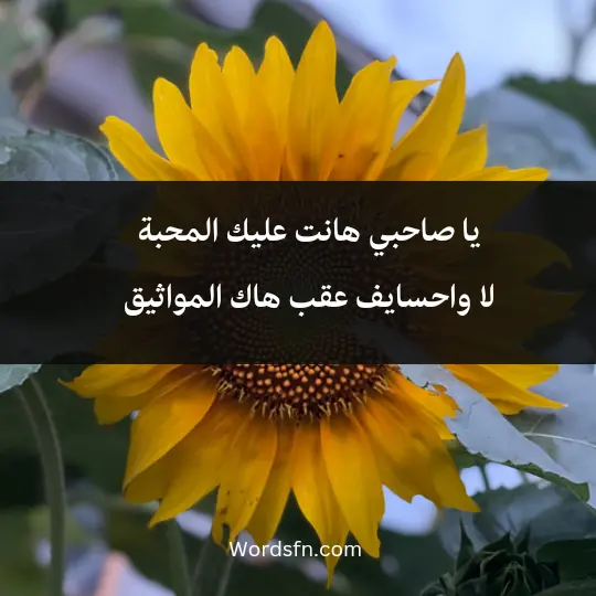 يا صاحبي هانت عليك المحبة لا واحسايف عقب هاك المواثيق