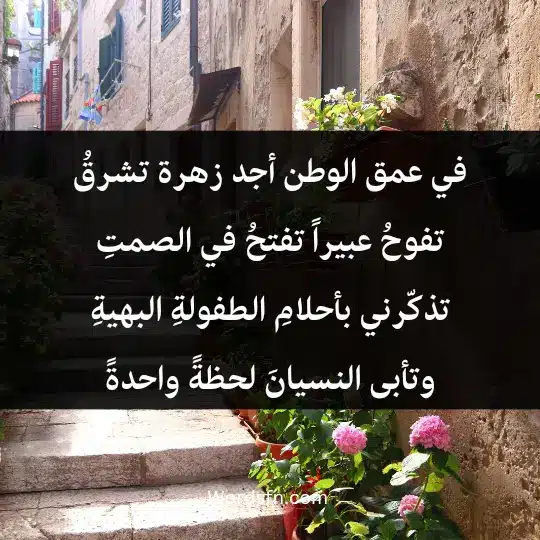 في عمق الوطن أجد زهرة تشرقُ، تفوحُ عبيراً، تفتحُ في الصمتِ. تذكّرني بأحلامِ الطفولةِ البهيةِ، وتأبى النسيانَ لحظةً واحدةً