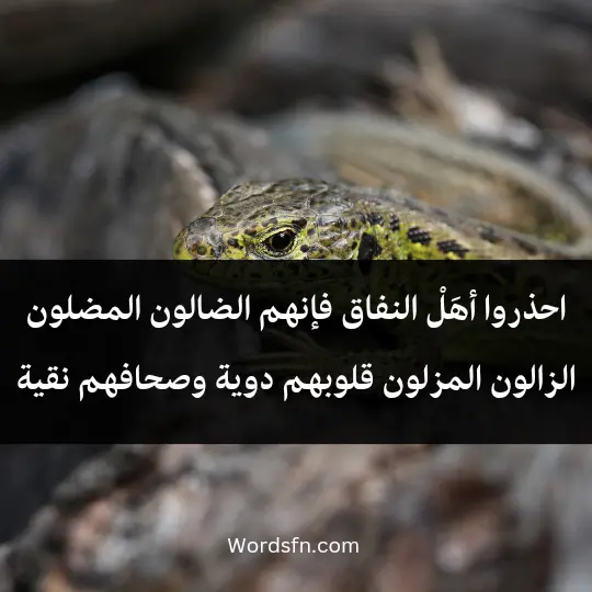 احذروا أهَلْ النفاق فإنهم الضالون المضلون الزالون المزلون قلوبهم دوية وصحافهم نقية