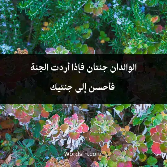 Touching words about parents 3 - فن العبارات الوالدان جنتان، فإذا أردت الجنة فأحسن إلى جنتيك