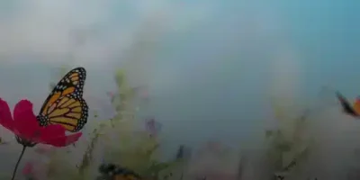 حالات جديده