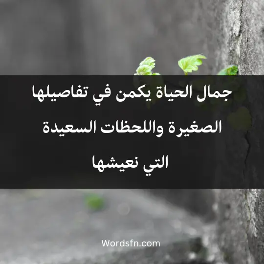 Expressions about the beauty of life 3 - فن العبارات جمال الحياة يكمن في تفاصيلها الصغيرة واللحظات السعيدة التي نعيشها