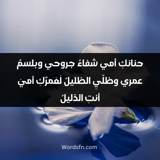 حنانكِ أمي شفاءُ جروحي وبلسمُ عمري وظلّيِ الظليلُ لَعَمرٌكِ أميَ أنتِ الدّليلُ