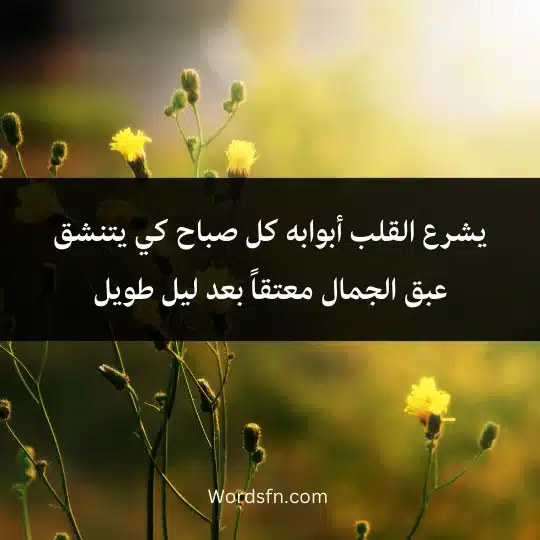The most beautiful words in the morning 3 - فن العبارات يشرع القلب أبوابه كل صباح كي يتنشق عبق الجمال معتقاً بعد ليل طويل