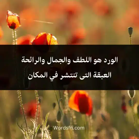 الورد هو اللطف والجمال والرائحة العبقة التى تنتشر في المكان