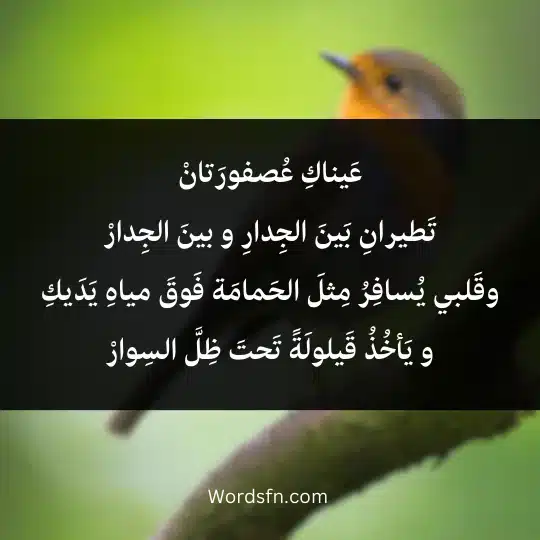 عَيناكِ عُصفورَتانْ تَطيرانِ بَينَ الجِدارِ و بينَ الجِدارْ