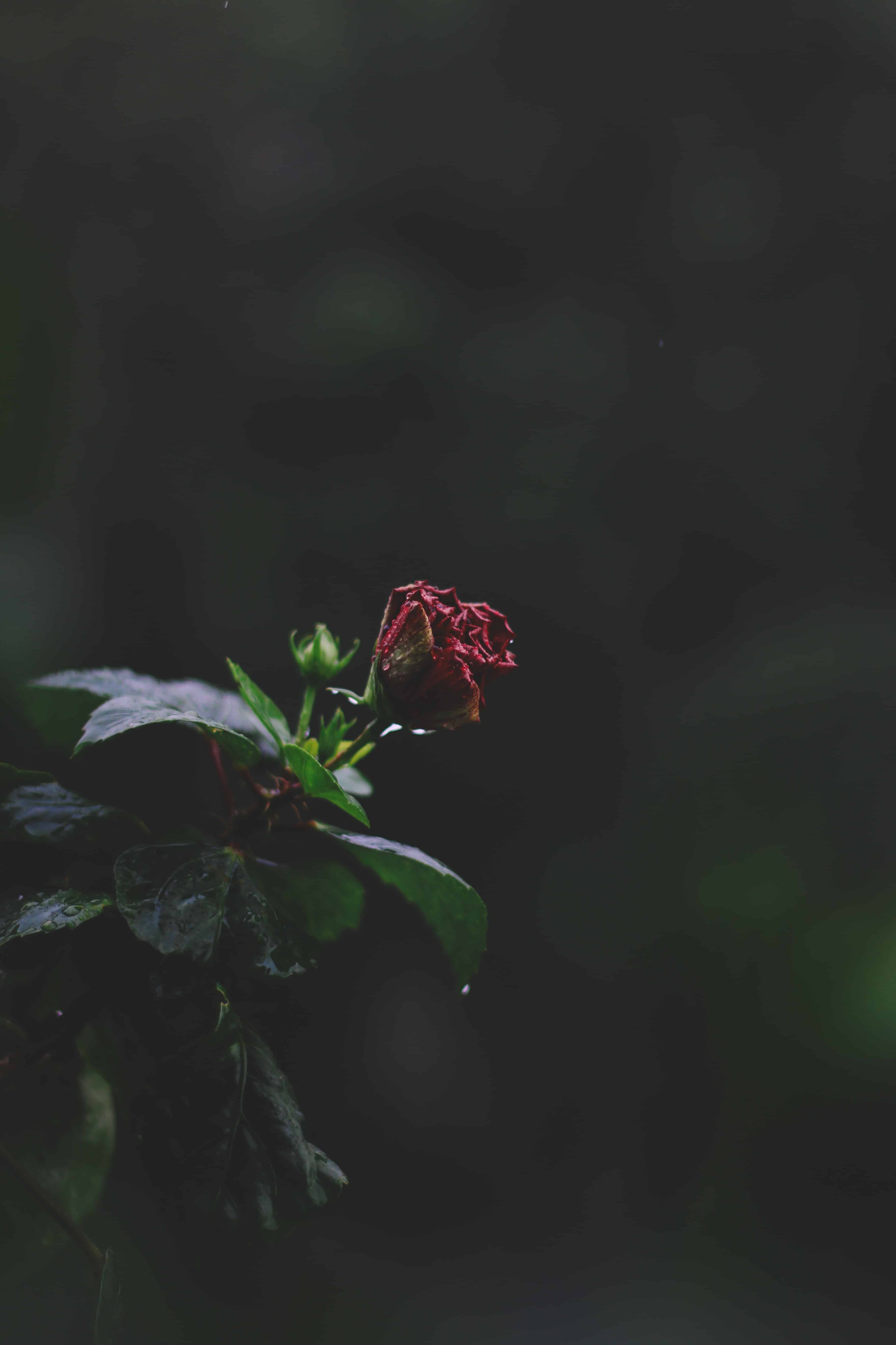 خلفيات ايفون