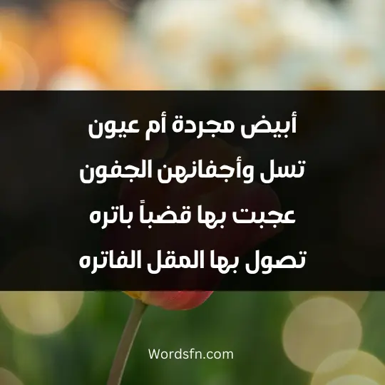 Amara Al-Yamani poetry3 - فن العبارات أبيض مجردة أم عيون تسل وأجفانهن الجفون عجبت بها قضباً باتره تصول بها المقل الفاتره