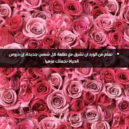 تعلّم من الورد ان تشرق مع طلعة كل شمس جديدة، إن دروس الحياة تجعلك مزهرا ً.