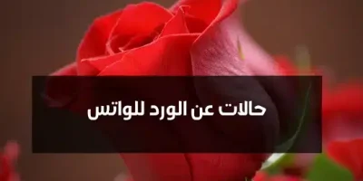 حالات عن الورد للواتس