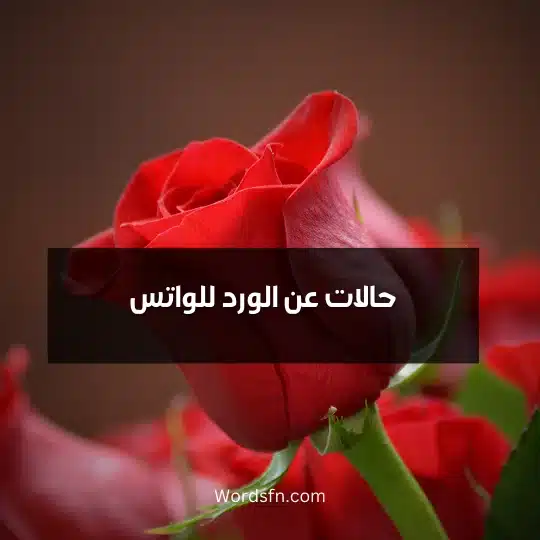 حالات عن الورد للواتس