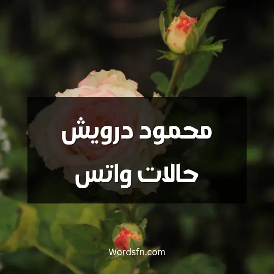 محمود درويش حالات واتس
