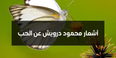 أشعار محمود درويش عن الحب