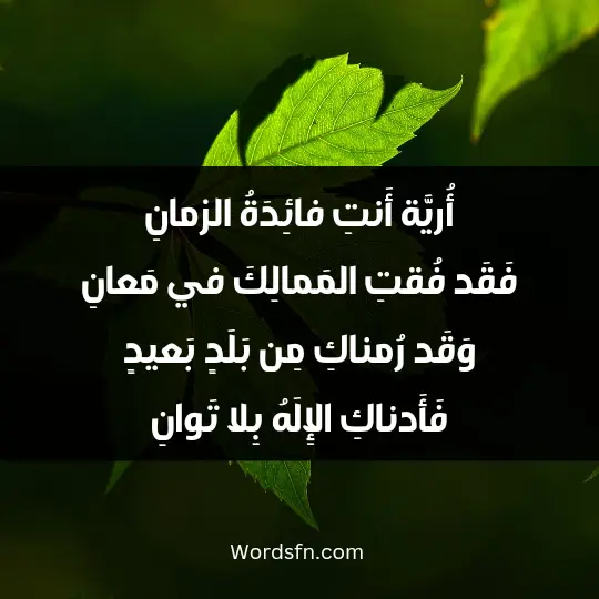 أُريَّة أَنتِ فائِدَةُ الزمانِ فَقَد فُقتِ المَمالِكَ في مَعانِ وَقَد رُمناكِ مِن بَلَدٍ بَعيدٍ فَأَدناكِ الإِلَهُ بِلا تَوانِ
