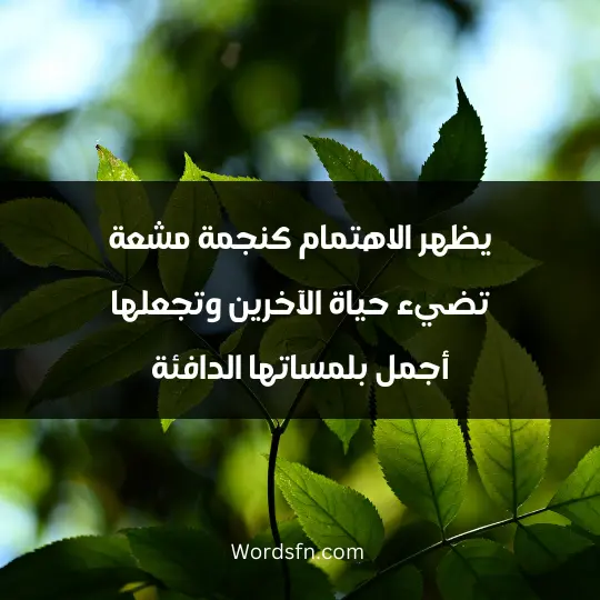 Words about attention1 - فن العبارات يظهر الاهتمام كنجمة مشعة تضيء حياة الآخرين وتجعلها أجمل بلمساتها الدافئة