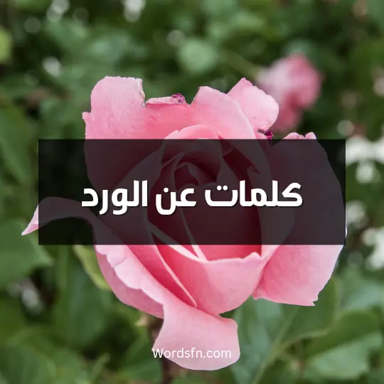 كلمات عن الورد