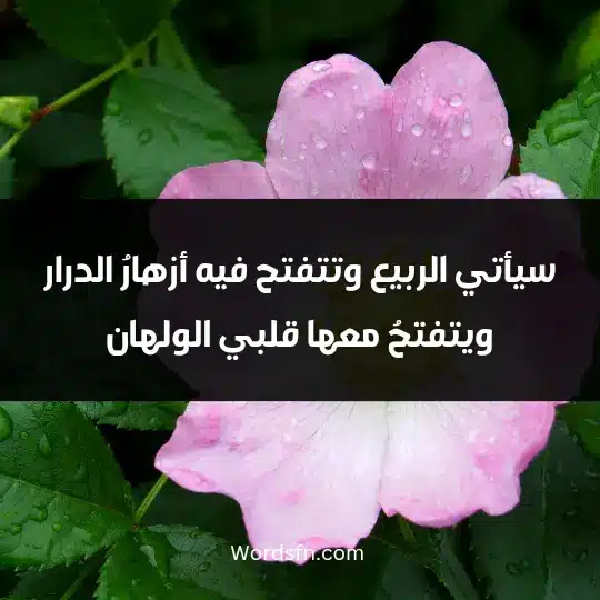 سيأتي الربيع وتتفتح فيه أزهارُ الدرار ويتفتحُ معها قلبي الولهان