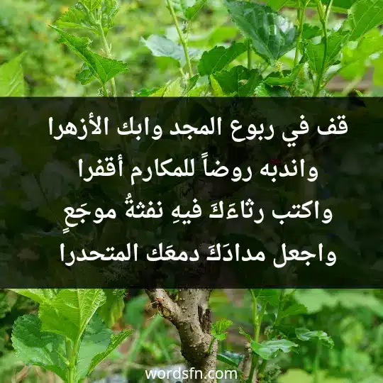 قف في ربوع المجد وابك الأزهرا واندبه روضاً للمكارم أقفرا واكتب رثاءَكَ فيهِ نفثةُ موجَعٍ واجعل مدادَكَ دمعَك المتحدرا