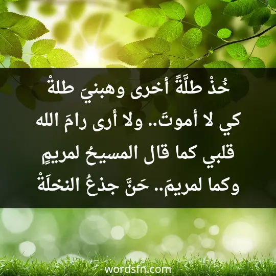 خُذْ طلَّةً أخرى وهبنيَ طلةْ كي لا أموتَ.. ولا أرى رامَ الله قلبي كما قال المسيحُ لمريمٍ وكما لمريمَ.. حَنَّ جذعُ النخلَةْ