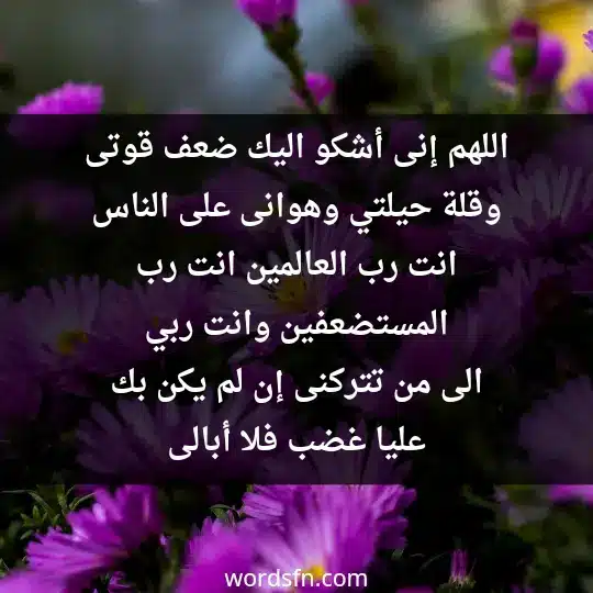 Prayer for relief 3 - فن العبارات اللهم إنى أشكو اليك ضعف قوتى وقلة حيلتي وهوانى على الناس انت رب العالمين انت رب المستضعفين وانت ربي الى من تتركنى إن لم يكن بك عليا غضب فلا أبالى