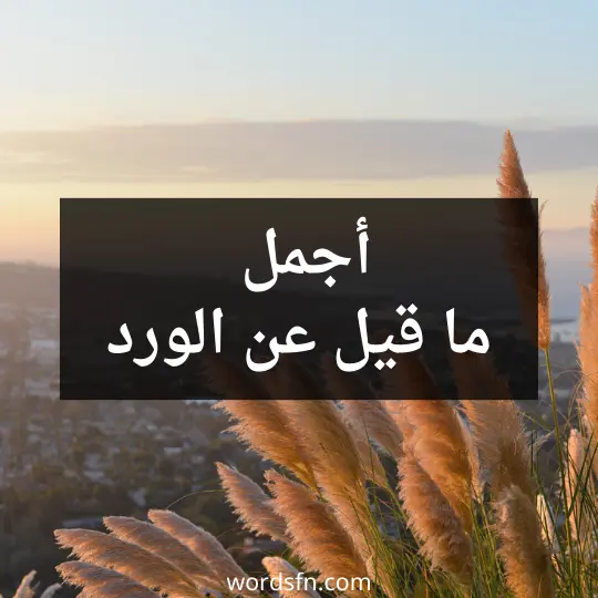 أجمل ما قيل عن الورد